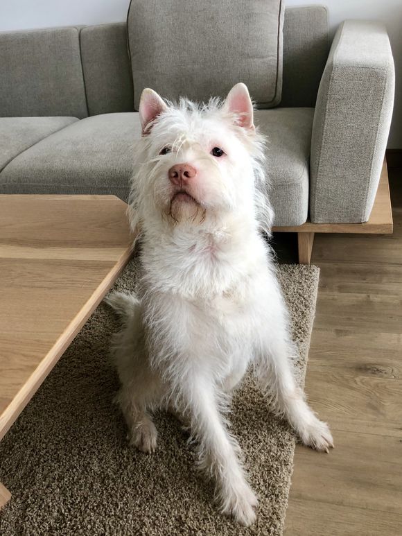 不漂亮的6种狗狗中国犬上榜,盘点四种冷门但颜值爆表的狗狗