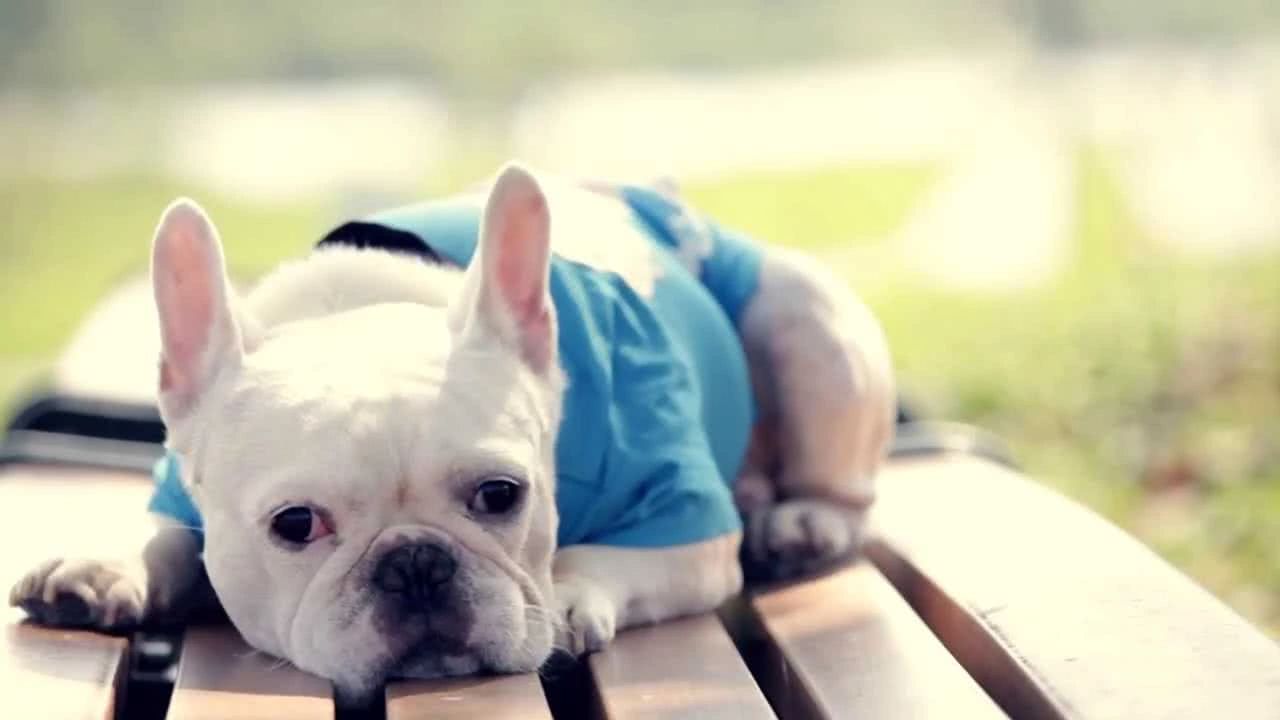 哪种狗狗运动量小一点好养些,各品种狗狗的优缺点列表图