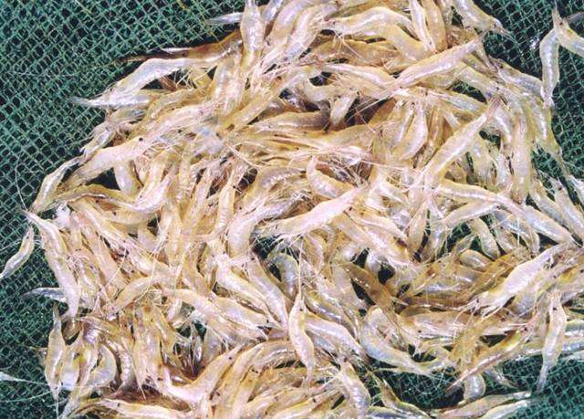 鱼缸里有丝藻黑毛藻青苔怎么清除,草缸除藻最好的鱼虾