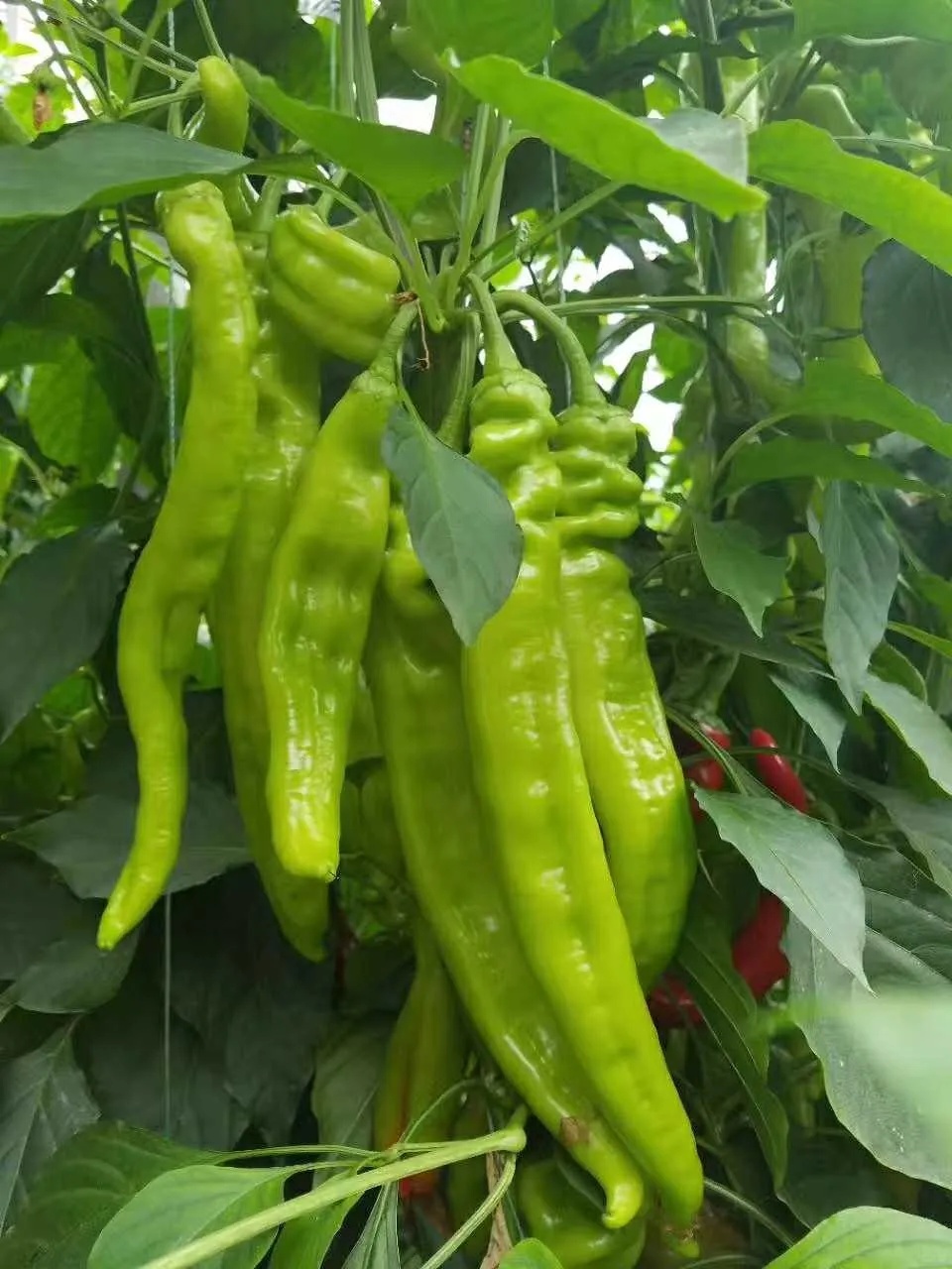 免费送菜到家广告,欢迎下单免费送菜上门