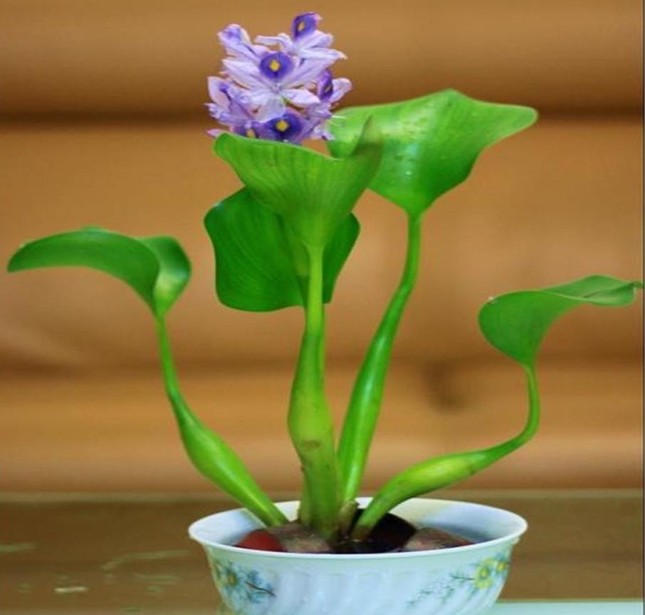 水浮莲的生长特点,凤眼莲好养吗图片