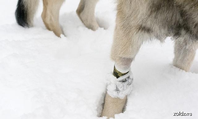 狗狗的肉球,狗狗身上的肉球是什么
