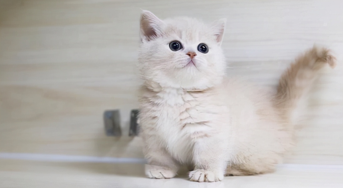 养猫首选这几种猫不仅忠诚还好养,养猫首选这5种狗不仅忠诚还好养