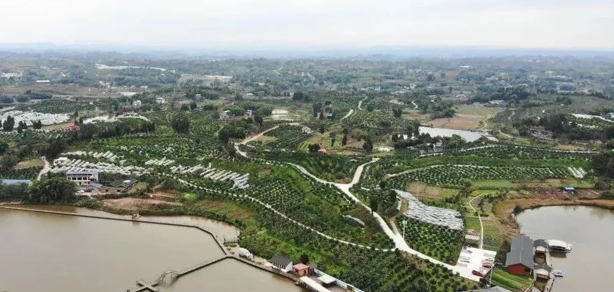 井研特产爱媛耙耙柑,四川乐山井研集益耙耙柑