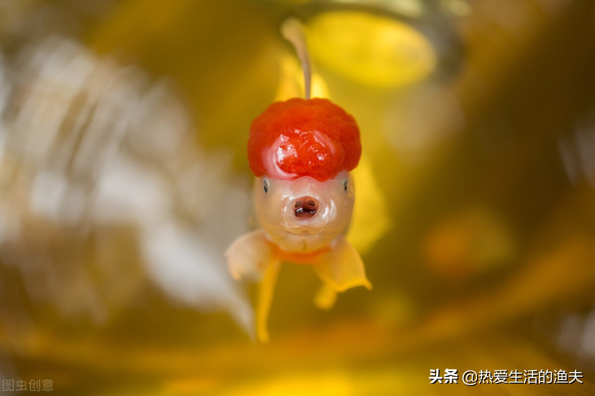 金鱼体表出血粘液过多不进食,金鱼出血最快治疗方法