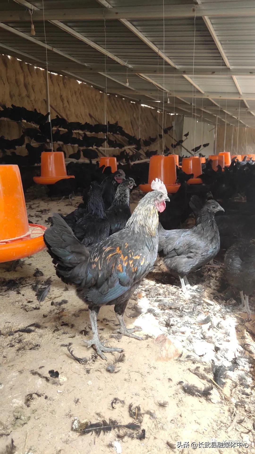 香椿炒鸡蛋的营养价值,冻过的香椿怎样炒鸡蛋