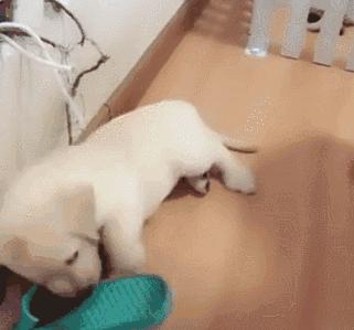 拉布拉多为什么容易被嫌弃,拉布拉多为什么不能让人省心