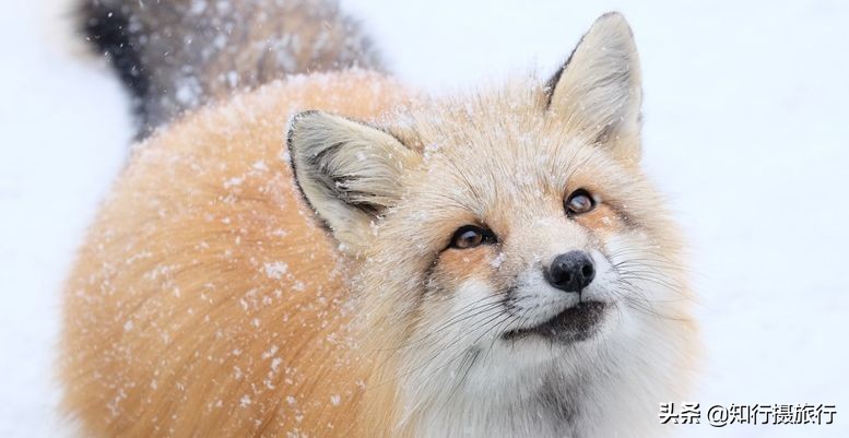 日本“神兽”不只有奈良鹿，日本网红动物主题旅行攻略