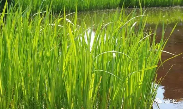 适合锦鲤池水面种植的植物,锦鲤鱼池能长什么植物