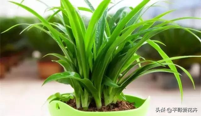 金边吊兰叶尖发黑怎么回事,油画吊兰叶尖发枯发黑是怎么回事