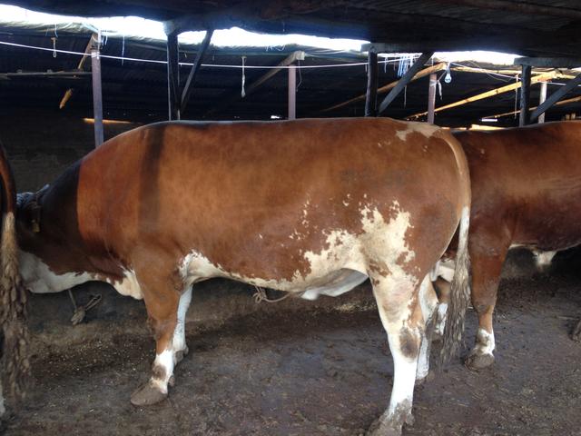 养牛喂盐注意什么问题,养牛食盐中毒怎么处理