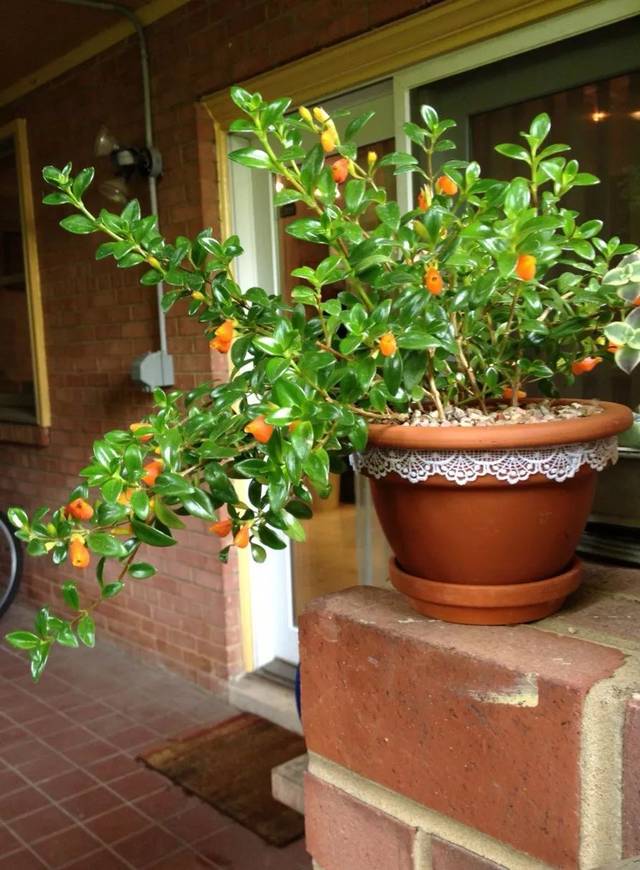 人养花花,人养花花养人哪些花养人