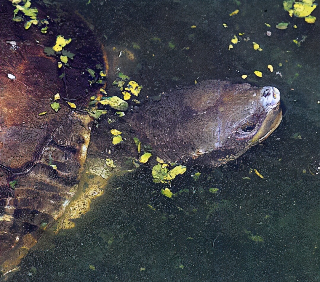 各种龟类图片大全大图,龟类展示会