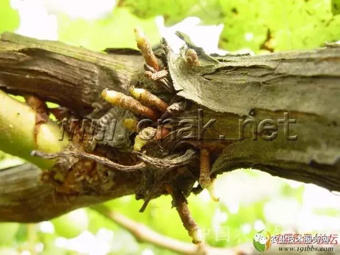 葡萄花前主要病害,葡萄病害图片大全大图