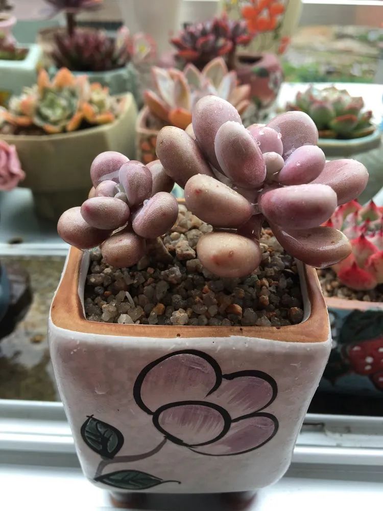 五颜六色的透明多肉,颜色超好看的多肉