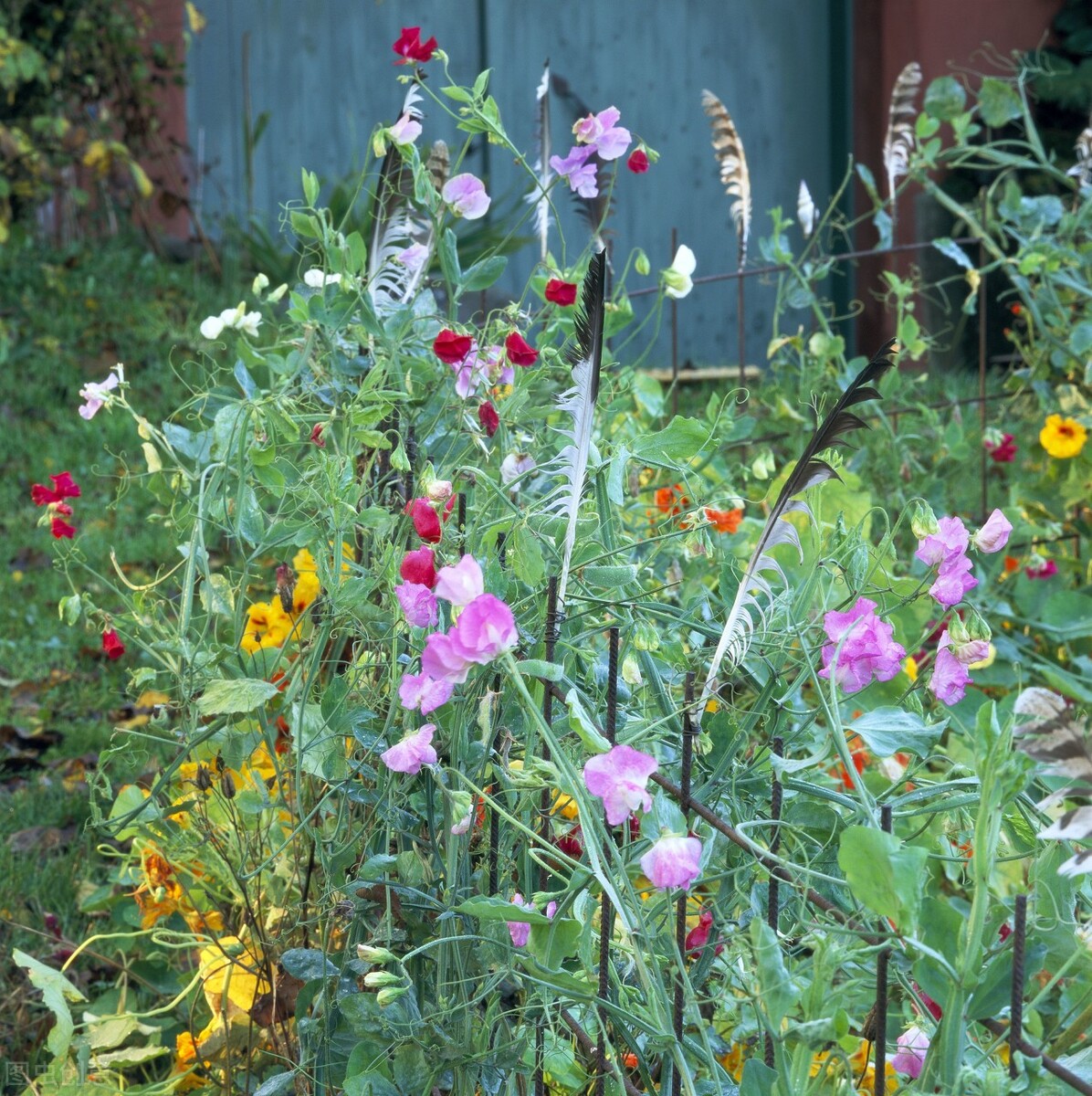 园林人需要知道的85个花卉知识,园林花卉的种类及图片