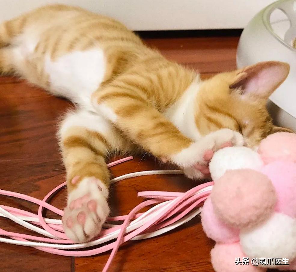 双目失明的猫怎么养,双目失明的猫有哪些