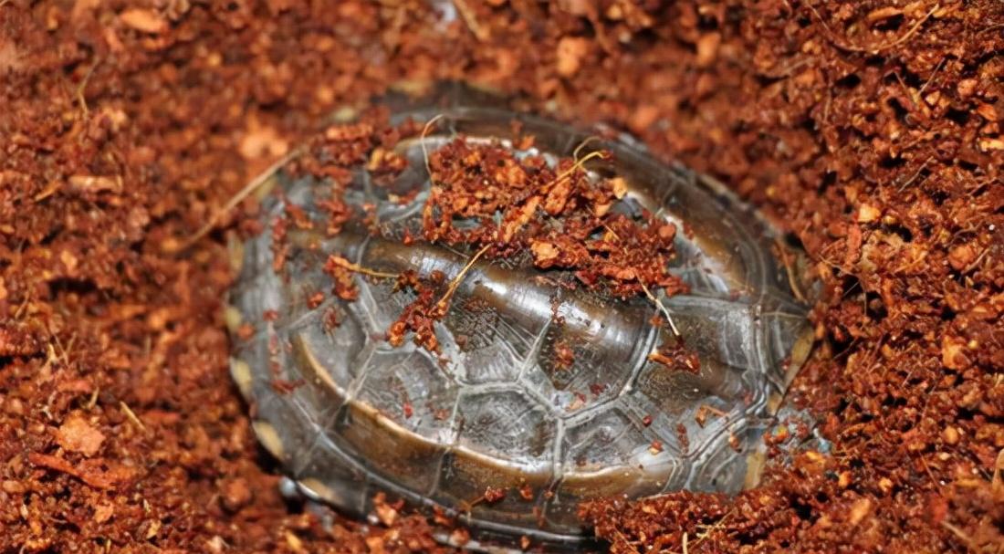 放生变杀生？北京发现两只放生的中华草龟，专家：冬天会冻死