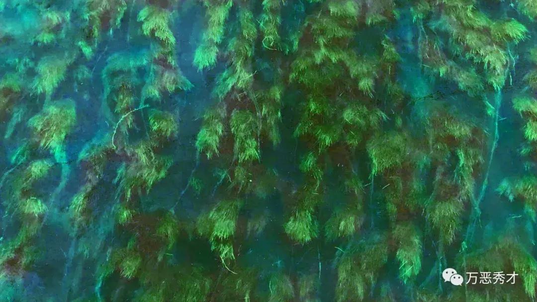 狐狸的尾巴为什么不能摸,狐狸的尾巴很敏感吗