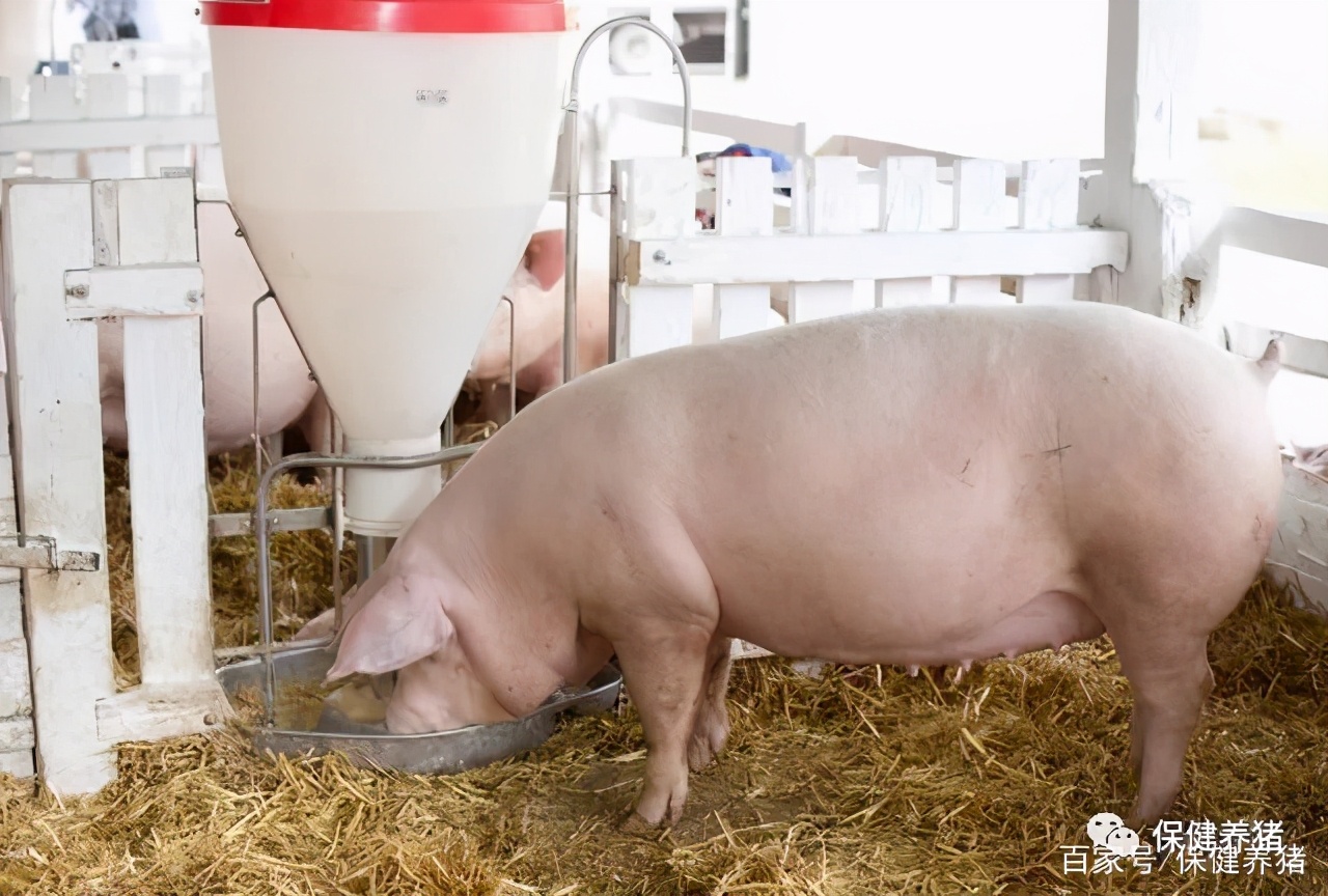 后备母猪不发情怎么治,后备母猪不发情的原因