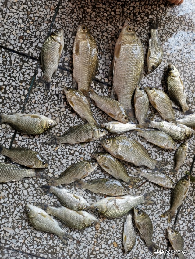 为什么大板鲫吃口很轻,大板鲫一般多少度吃口
