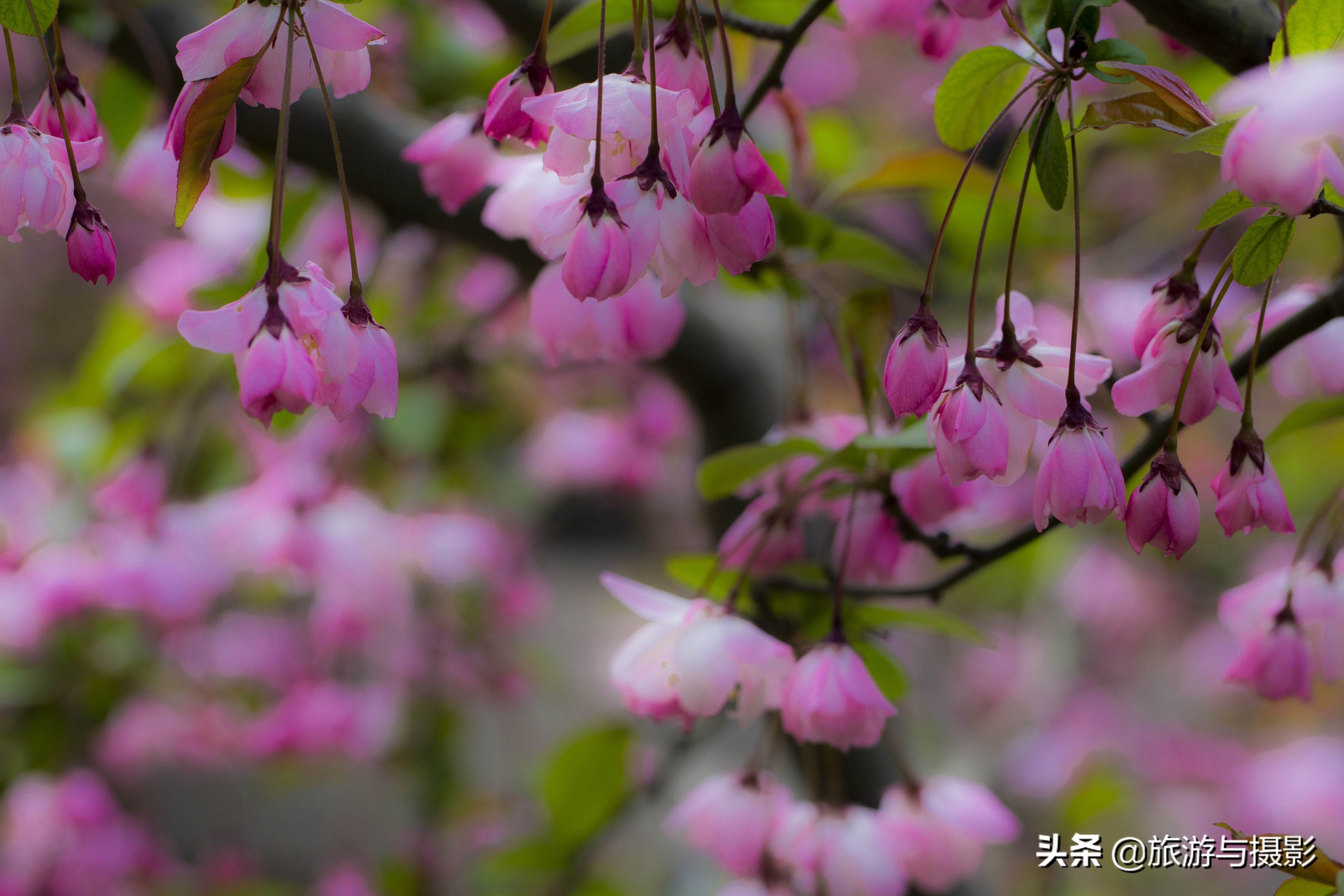 海棠花诗七绝,南宋海棠花图古诗