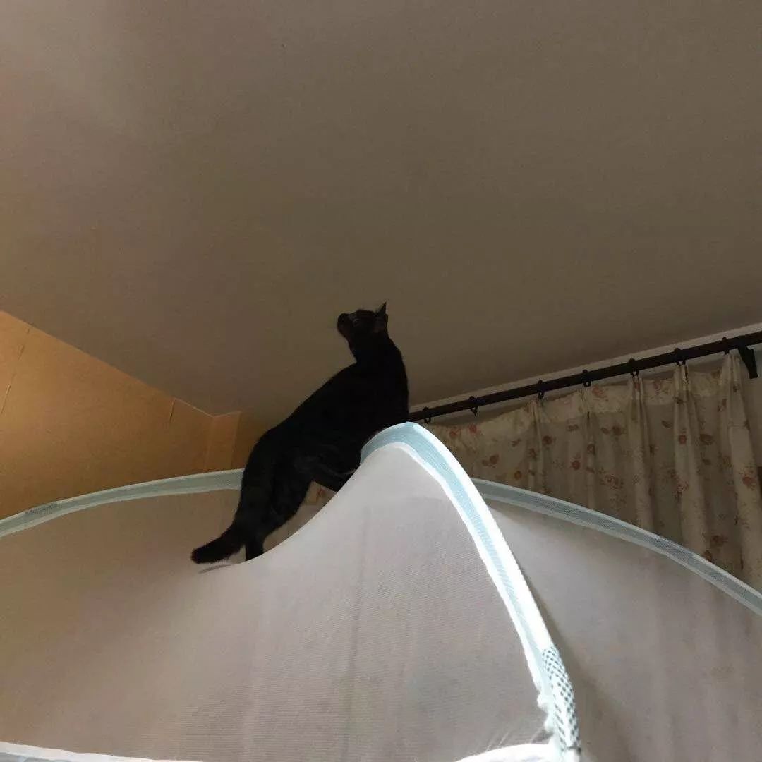 夏天驱蚊对猫有影响吗,夏天喷洒什么药杀死蚊子苍蝇