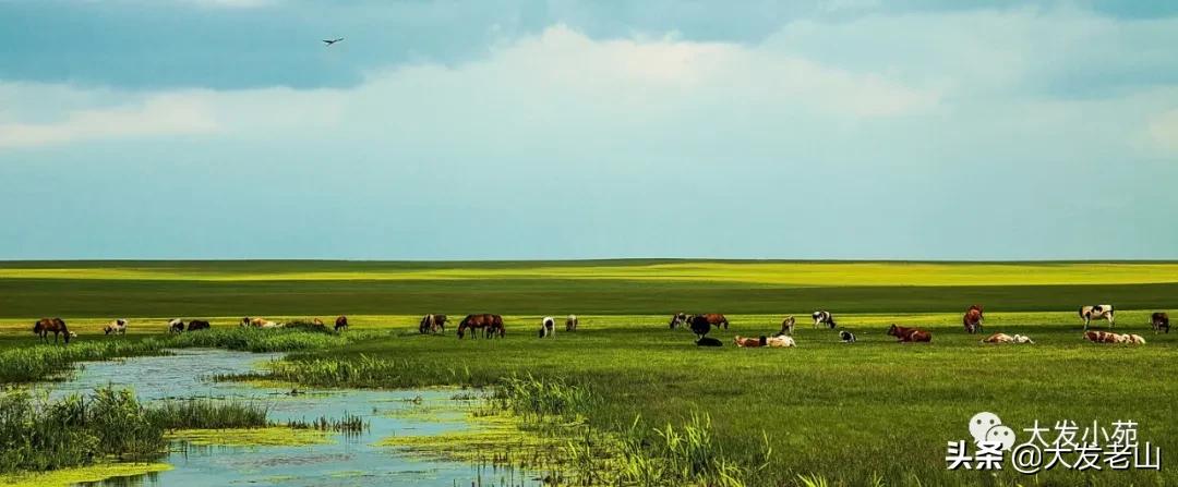 大发街的园丁情（一）