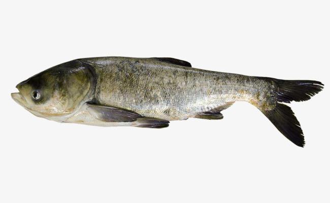 钓鱼知识图文素材,鳙鱼习性及出钓时间