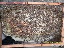 囊状幼虫病是病毒感染,药物治疗非常困难,要知道怎样防治