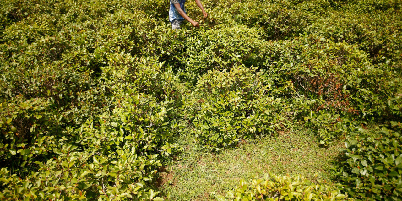 沙漠中的*品毒**王国：40%水用于种*品毒**，致饥荒，满街是脸肿大的人