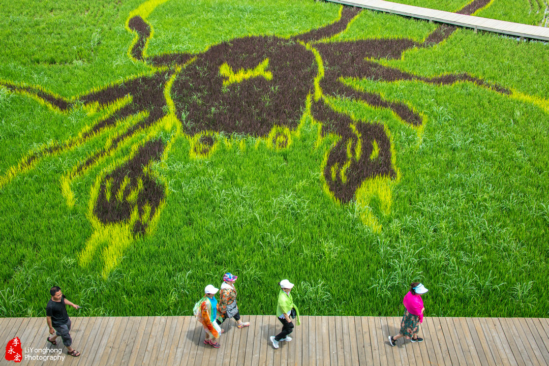 盘锦赵圈河镇河蟹,蟹园盘锦河蟹