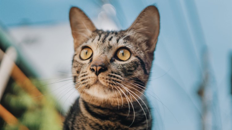 猫咪感冒发烧用啥药品,猫咪药品