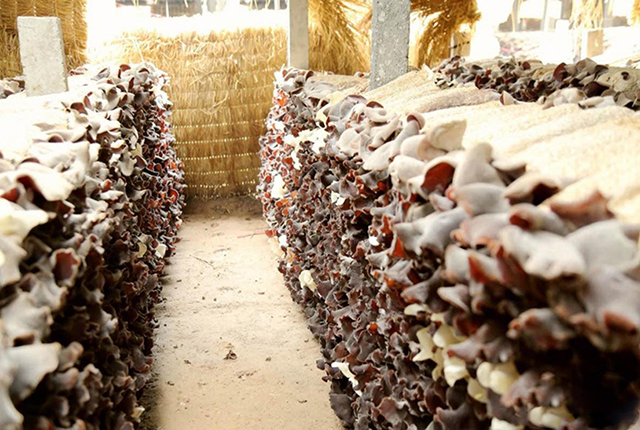 小木耳养殖致富,小木耳菌种怎么种植呢