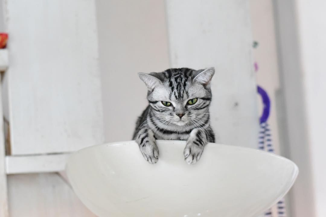 养猫40条常识猫咪生病的症状,猫咪生病有哪些忌口