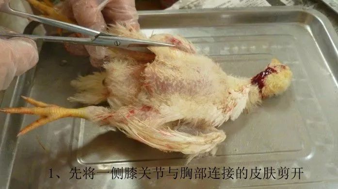 家禽常见疾病及检测方法书籍,家禽疾病如何检测