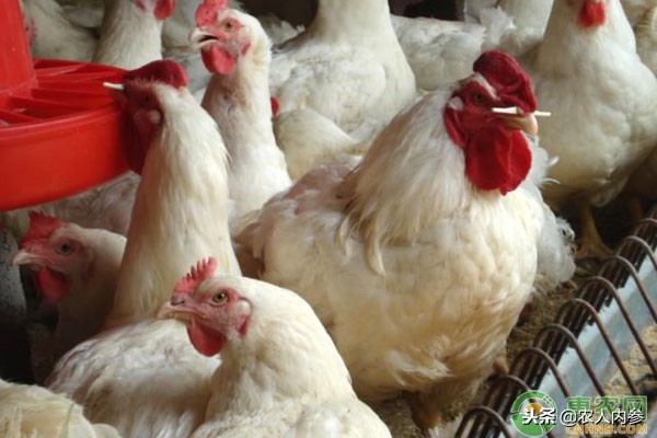 14日菜蛋肉价格