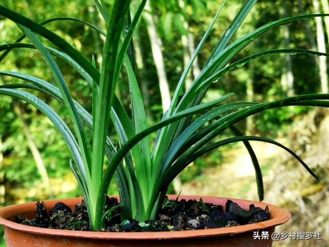 兰花怎样施肥用什么肥,兰花如何施肥最佳