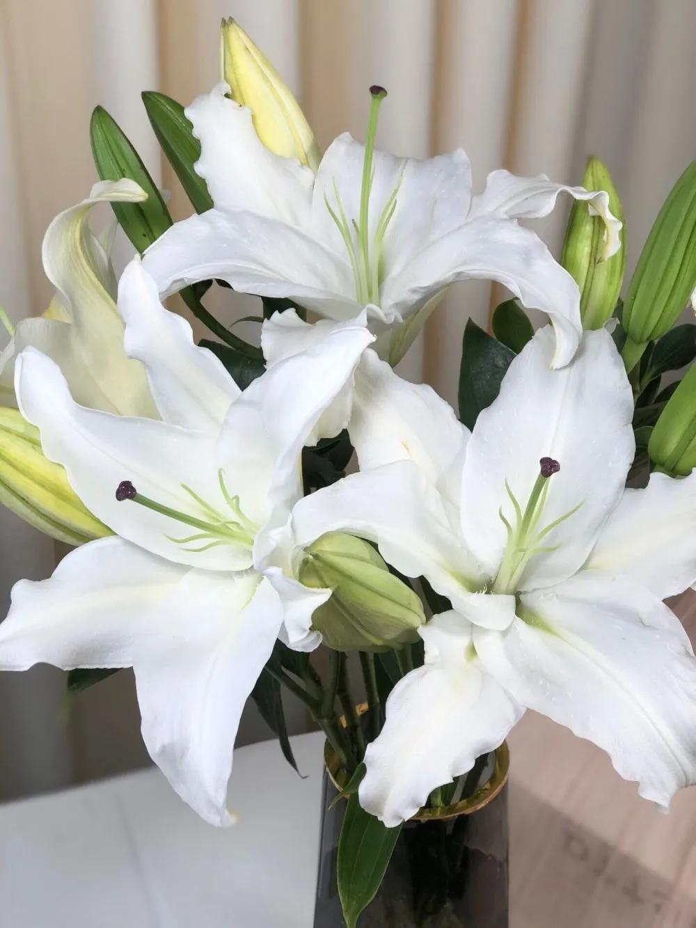 香水百合鲜切花云南鲜花基地,什么颜色的百合最好养活