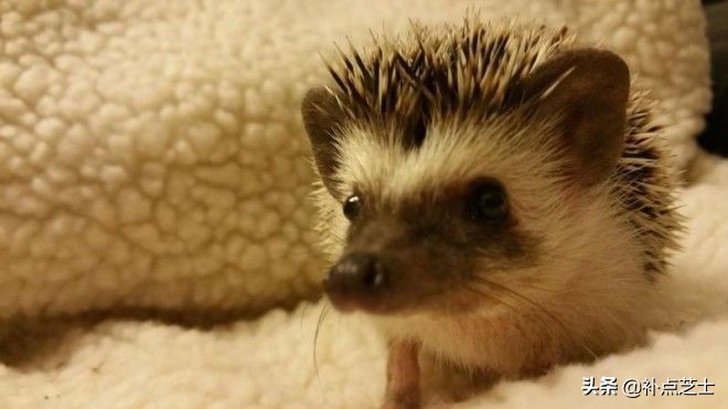 你还了解哪些关于刺猬的知识,查阅关于刺猬的资料了解他的习性