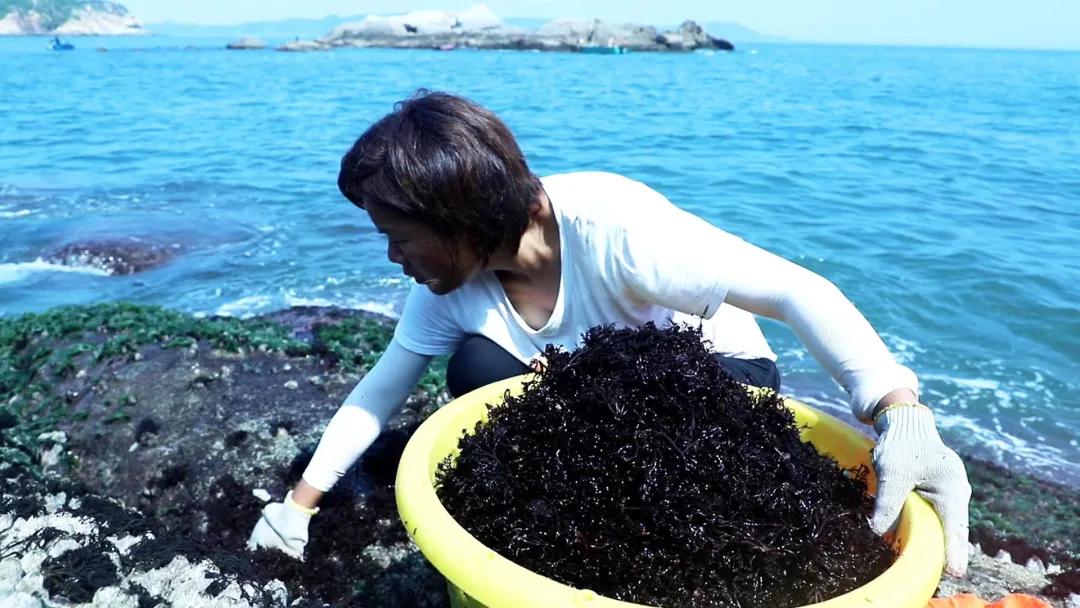 她辞职后在抖音直播赶海，两年获400万网友关注月销百万海鲜