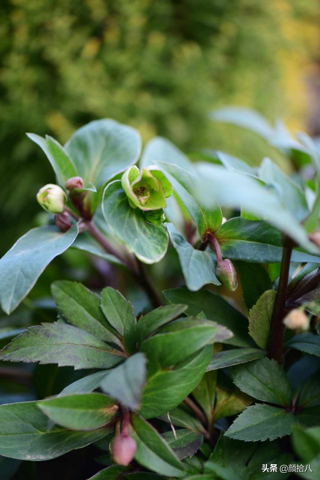 零下9度来袭，花园里的绿色是那么动人|园丁