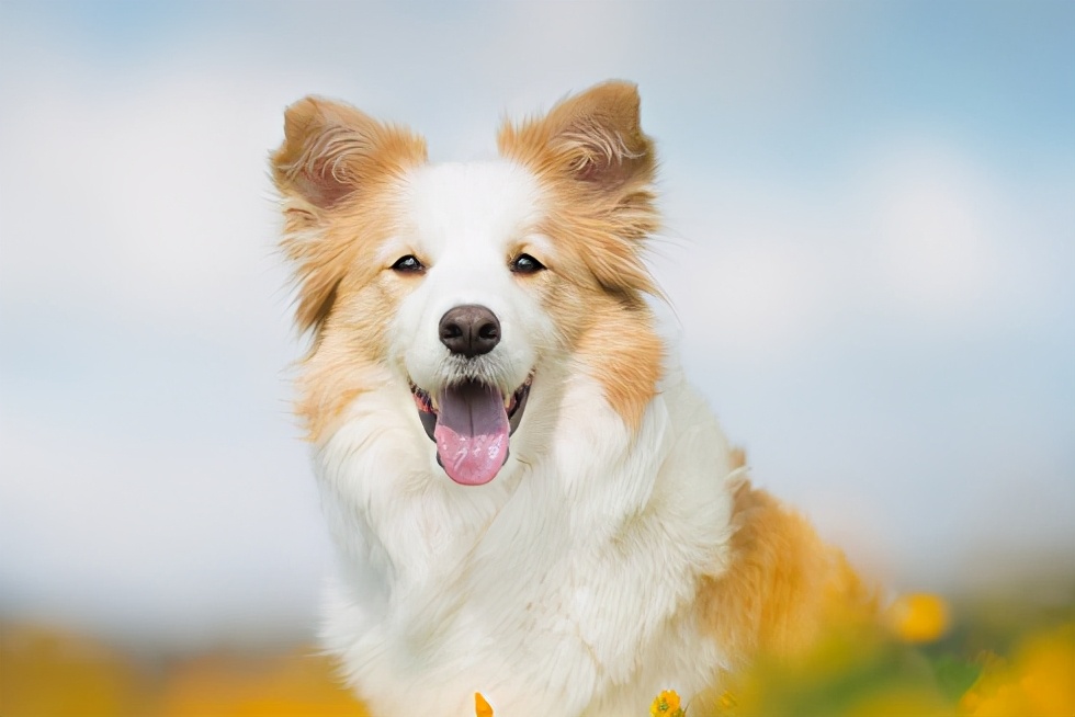 狗狗不能吃的12种食物是什么,狗狗能吃的食物有什么