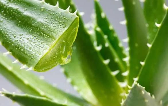 看你的小胡子这么可爱，一定是个男孩纸