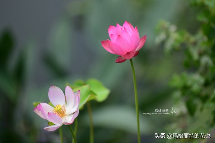 碗莲种子种植步骤及注意事项,碗莲种植方法超简单的快来看看吧