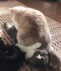 猫咪马杀鸡的视频,猫咪马杀鸡需要办卡吗