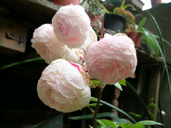 粉妆楼月季直播,粉妆楼月季在广东的表现