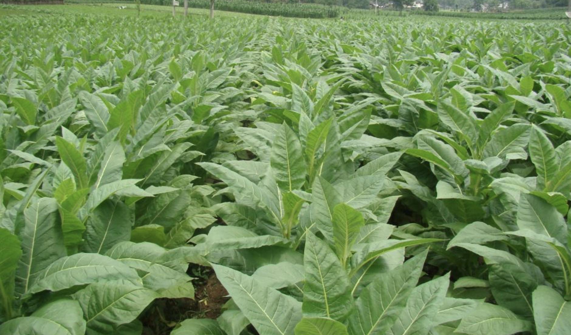 小猪说烟斗品牌,小猪说烟斗保养