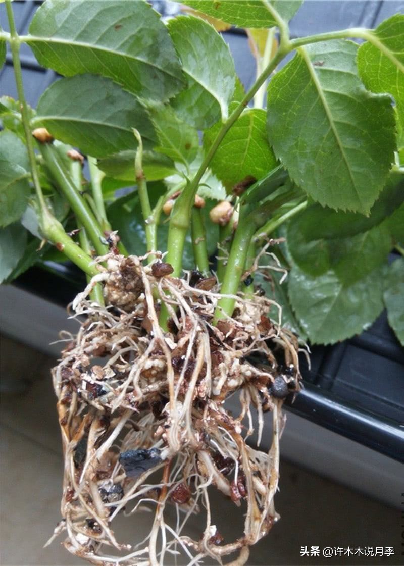 红双喜月季是扦插好还是嫁接好,藤本月季嫁接的好还是扦插的好