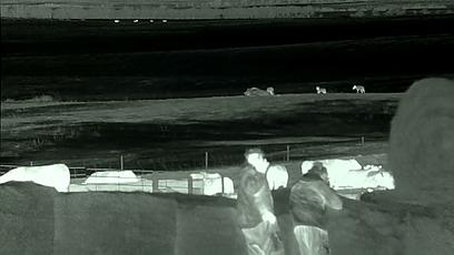 真正的狼灭：美国农场主一夜*击狙**45只郊狼，全套黑科技开挂了